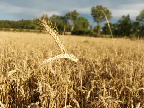 blé-gaec-villeneuve-culture-cereales-moisson-grain-triticale